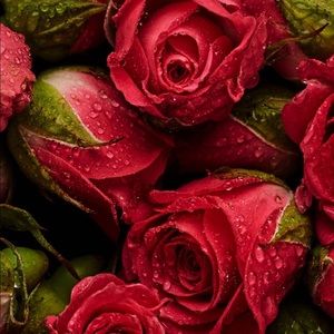 Meet your Posher, Pablo